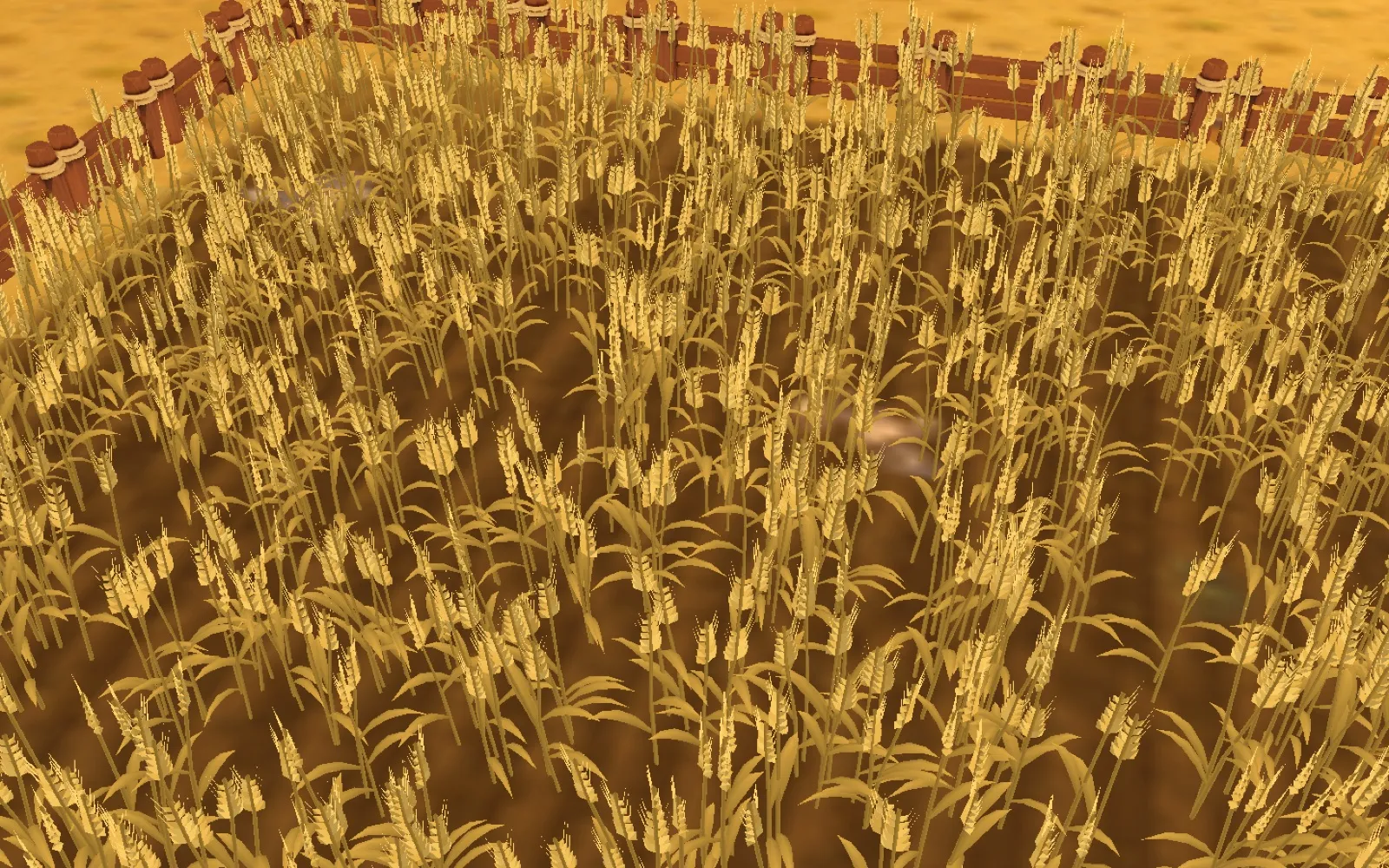 Golden wheat field ready for harvest